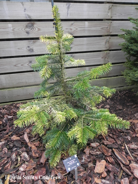 Abies nordmanniana 'Bright Light'